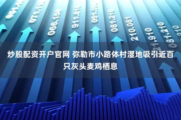 炒股配资开户官网 弥勒市小路体村湿地吸引近百只灰头麦鸡栖息